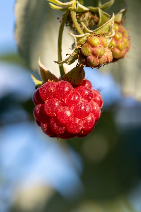 Ripe raspberry na krzewie w ogrodzie. Blisko malinowe fotografia stock