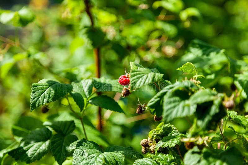 Ripe Raspberry o Green Bush zdjęcie stock