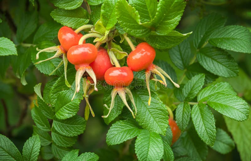 Ripe red berries of wild rose stock images Ripe red berries of wild rose stock images