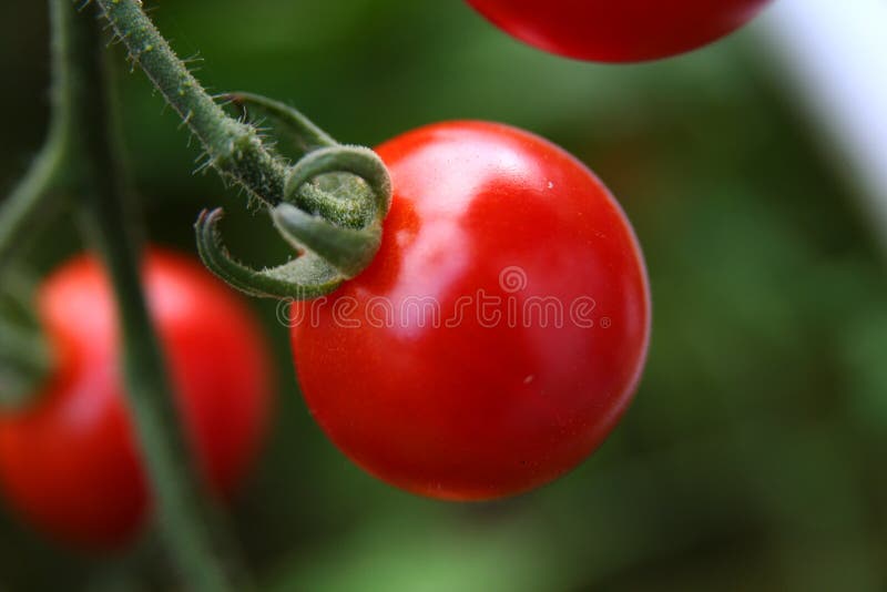 Ripe Red Cherry Tomatoes