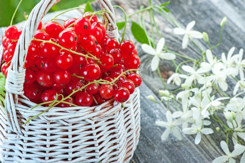 Ripe red currant berries in a white wicker basket on a background of small white flowers. Close-up.