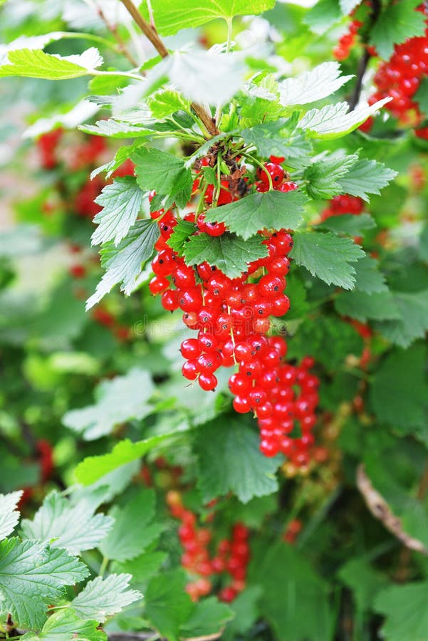 Ripe red currant