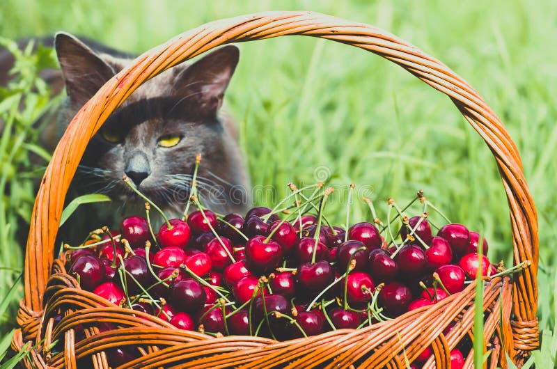 Ripe red organic sweet cherry in the garden