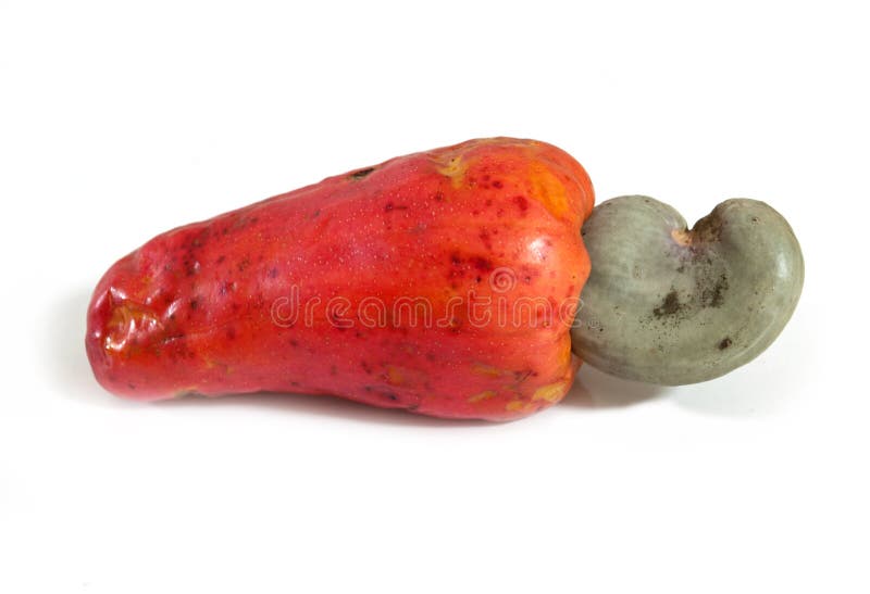 Ripe Red Cashew Fruit, Marañon. Stock Image Image of fruit, tipica