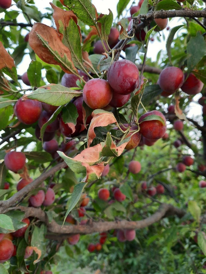 Ripe Red Plums Hanging on Tree Stock Photo Image of plums, orchard