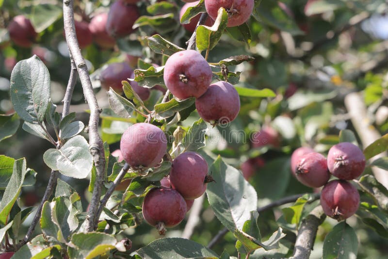 Ripe red small wild apples on a branch of a fruit tree close up. stock photo