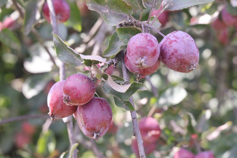 Ripe red small wild apples on a branch of a fruit tree close up. stock photos