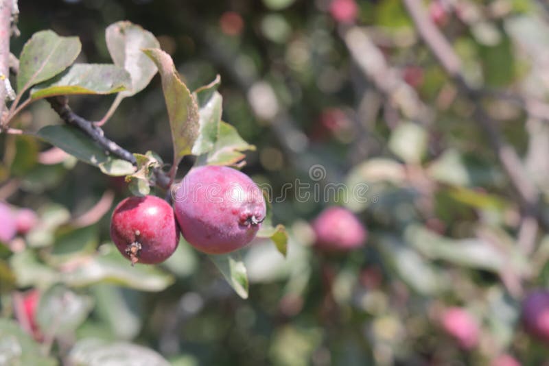 Ripe red small wild apples on a branch of a fruit tree close up. stock photo