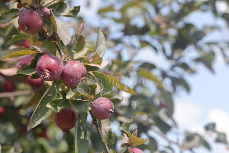 Ripe red small wild apples on a branch of a fruit tree close up. royalty free stock photo
