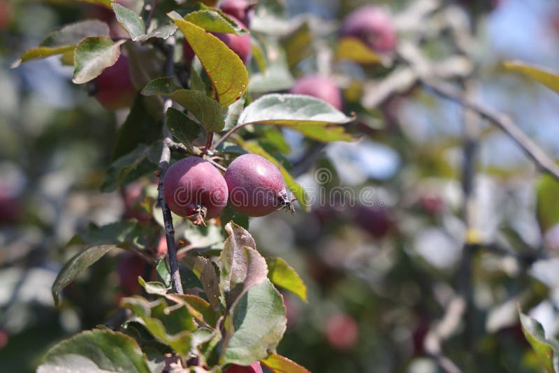 Ripe red small wild apples on a branch of a fruit tree close up. stock photography