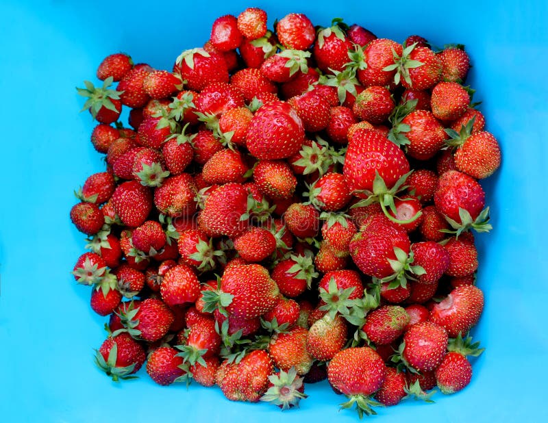 Ripe red strawberries on a blue background. Freshly picked organic strawberries from the home garden on a blue background. Natural royalty free stock photos Ripe red strawberries on a blue background. Freshly picked organic strawberries from the home garden on a blue background. Natural royalty free stock photos