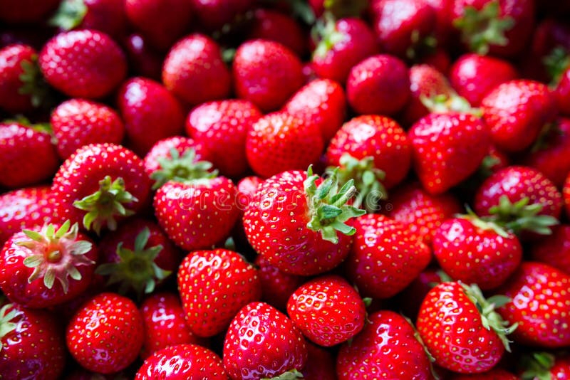 Ripe red strawberries royalty free stock photos Ripe red strawberries royalty free stock photos