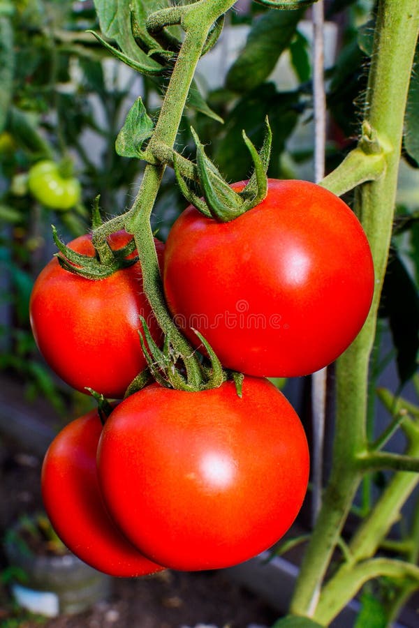 Ripe red tomato growing in vegetable garden.