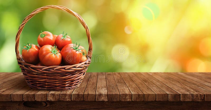 Basket of fresh, red tomatoes and garden