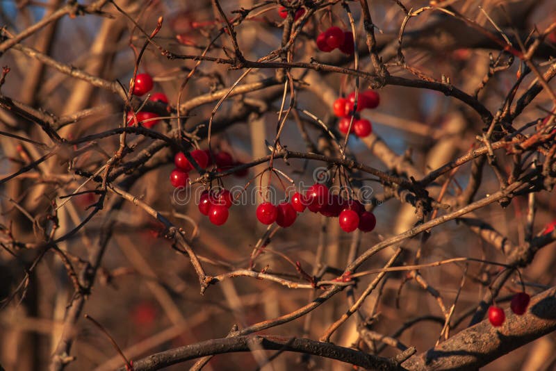 Ripe Red Viburnum Berries on the Branches on a Blurred Background. Bush ...