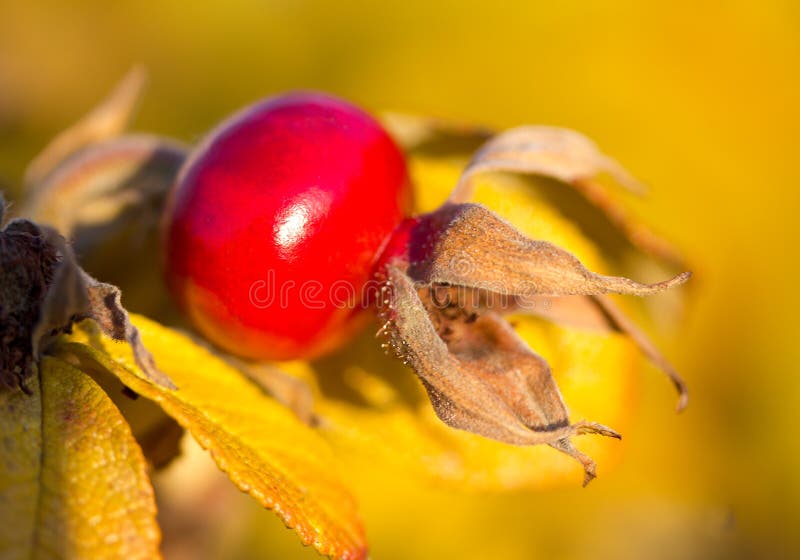 Ripe rosehip, selective focus