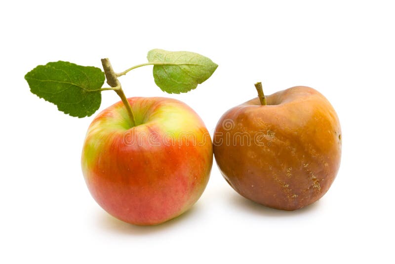 Rotten Apple - Stock Image - F003/9696 - Science Photo Library