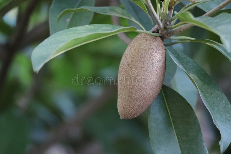 Ripe Sapodilla Fruit, Organic Vegetable Fruit Tree in Tropical Forests