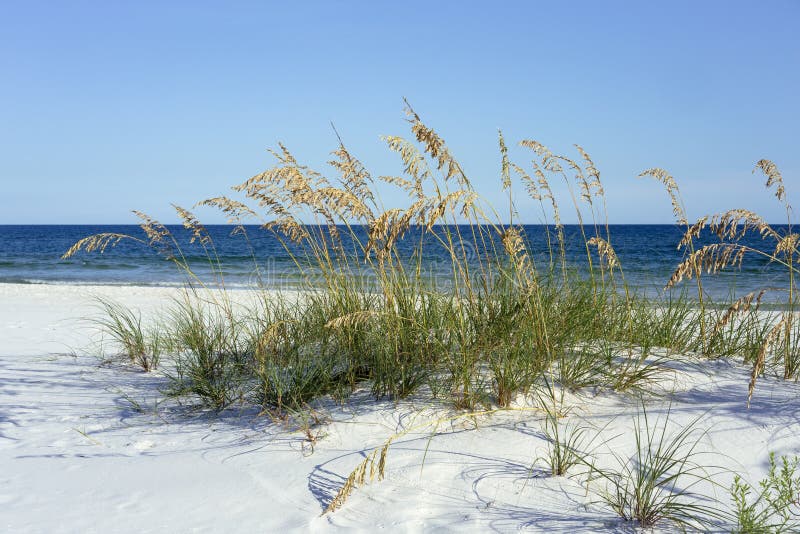 Pristine Florida Panhandle Beach with Sea Oats in Summer