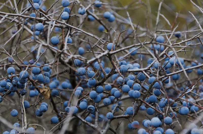 Ripe sloe fruit on branches of blackthorn (Prunus spinosa)