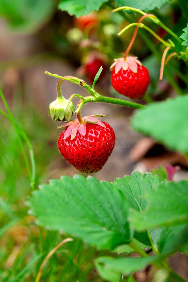 Ripe strawberries