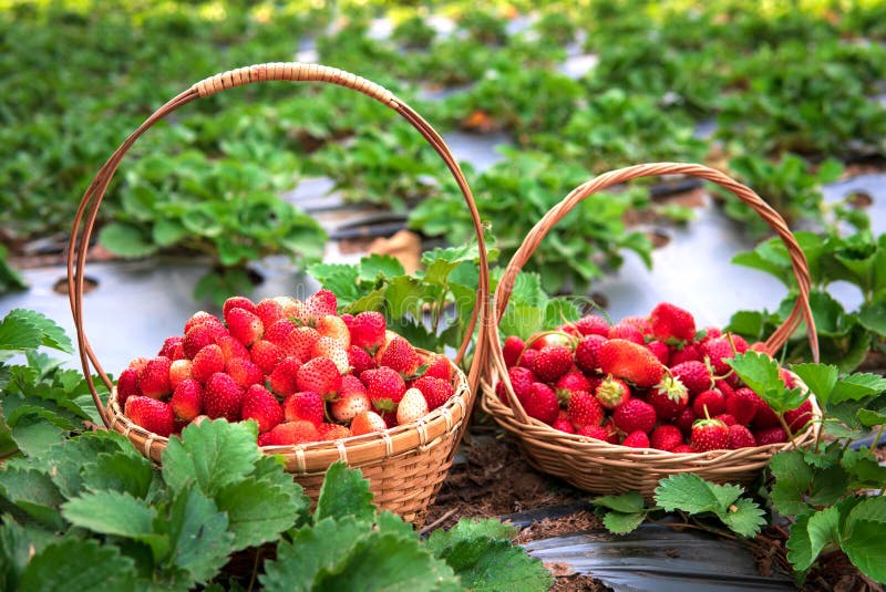 Ripe strawberry in basket stock image. Image of green 140885283