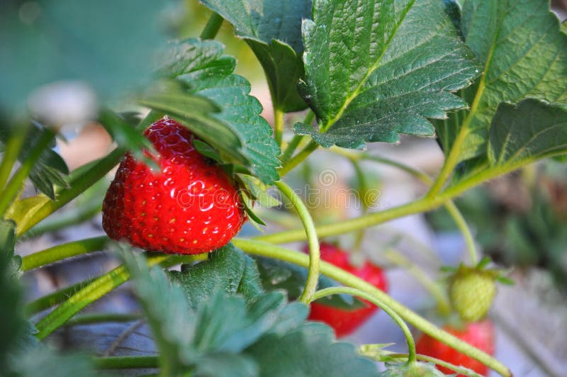 Ripe strawberry on a plant stock image Ripe strawberry on a plant stock image