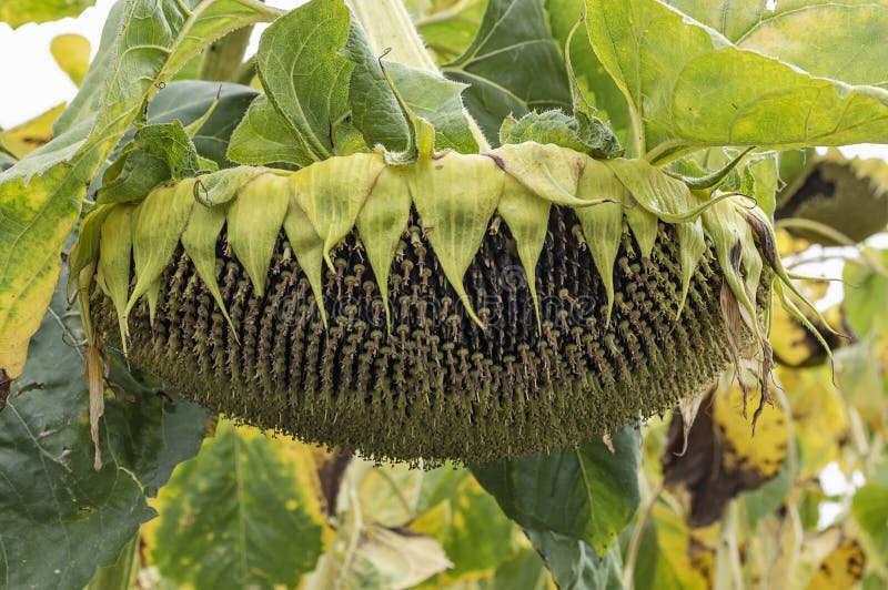 Ripe Sunflower in a Field Ready To Be Harvested Stock Image - Image of ...