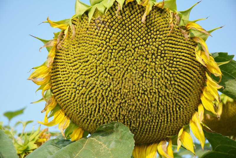 Ripe Sunflower Seeds on Green Sunflower Plant Ready for Harvesting ...