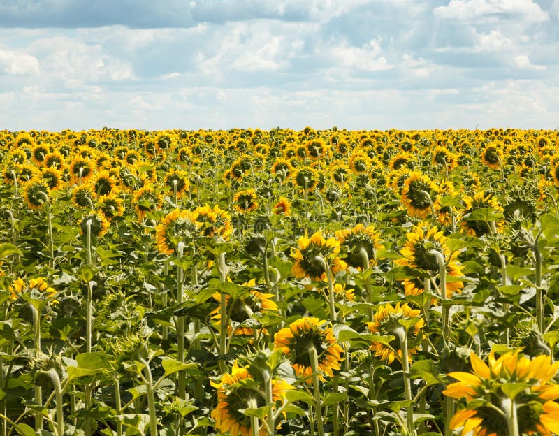 Ripe sunflowers field at summer landscape