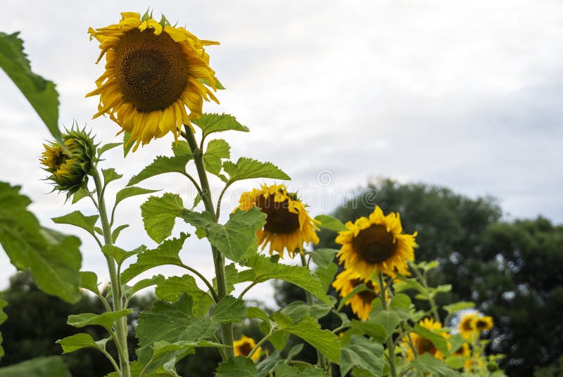 Ripe Sunflowers Look at the Sun on Stock Photo Image of nature, yellow 211775230