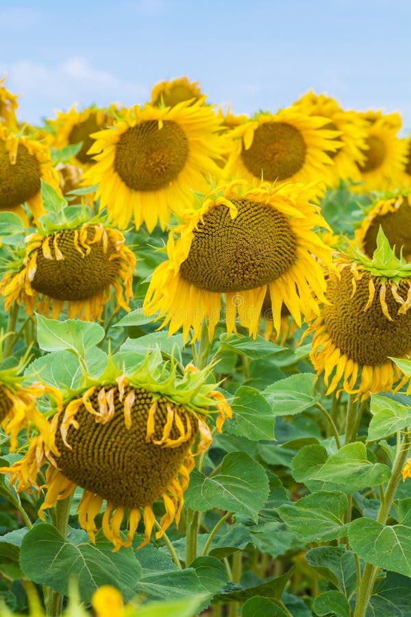Sunflowers Bent Over in the Late Afternoon Sun Stock Image Image of