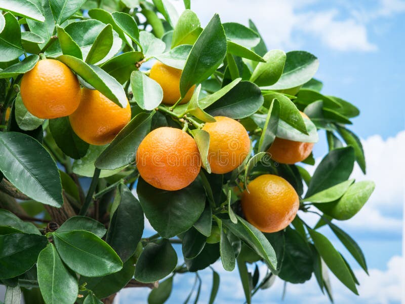 Ripe Tangerine Fruits on the Tree. Stock Image Image of mandarin