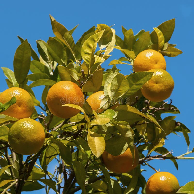 Ripe tangerines stock image. Image of tree, nutrition 47388433