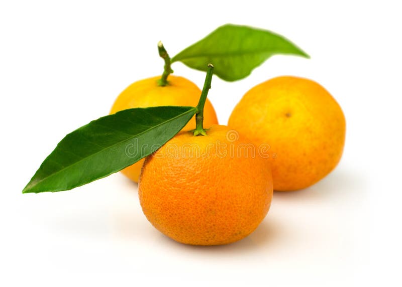 Ripe tangerines isolated stock photo. Image of leaf, leafs 48056426