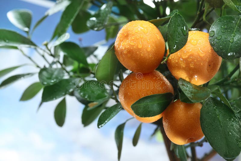 Ripe tangerines on a tree branch.