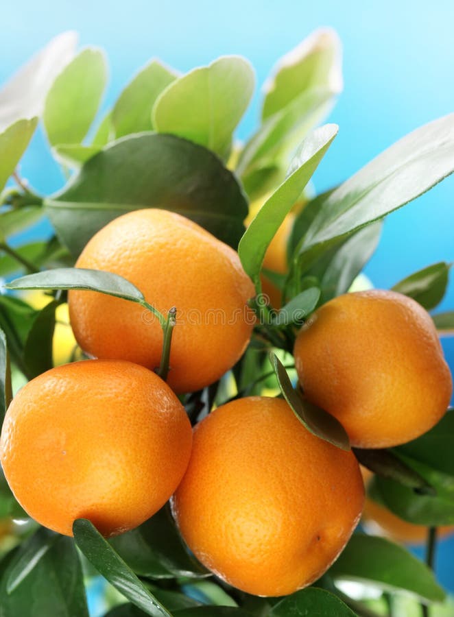 Ripe tangerines on a tree branch.