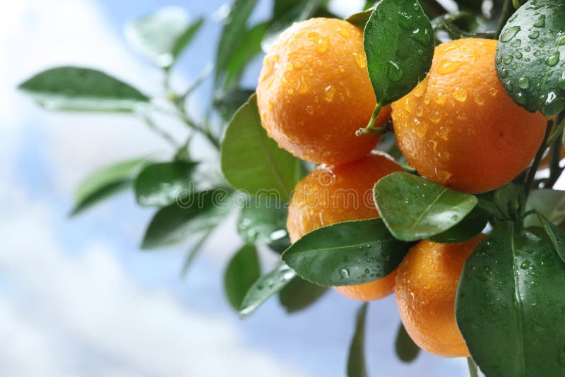 Ripe tangerines on a tree branch.