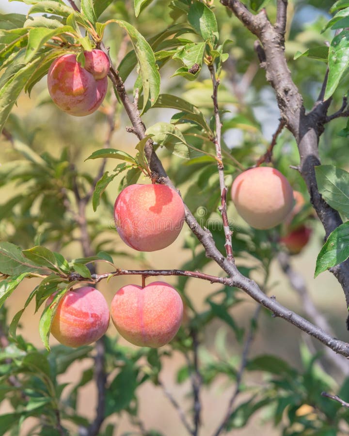 Ripe and tasty peaches on tree branch at fruit farm in Waxahachie, Texas, USA