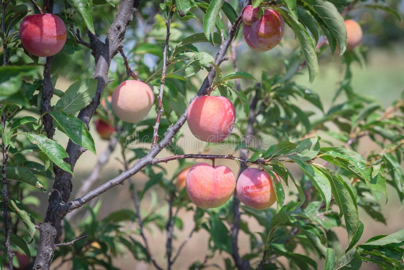 Ripe and tasty peaches on tree branch at fruit farm in Waxahachie, Texas, USA