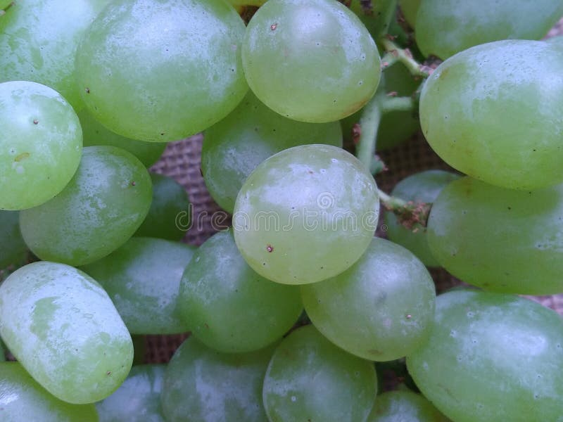 Ripe Thompson grapes stock photos