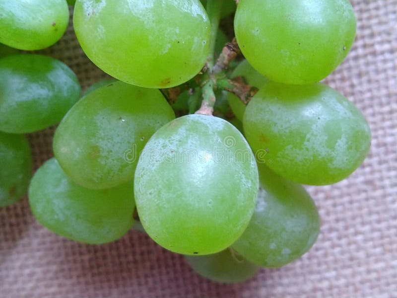 Ripe Thompson Seedless grapes royalty free stock photos