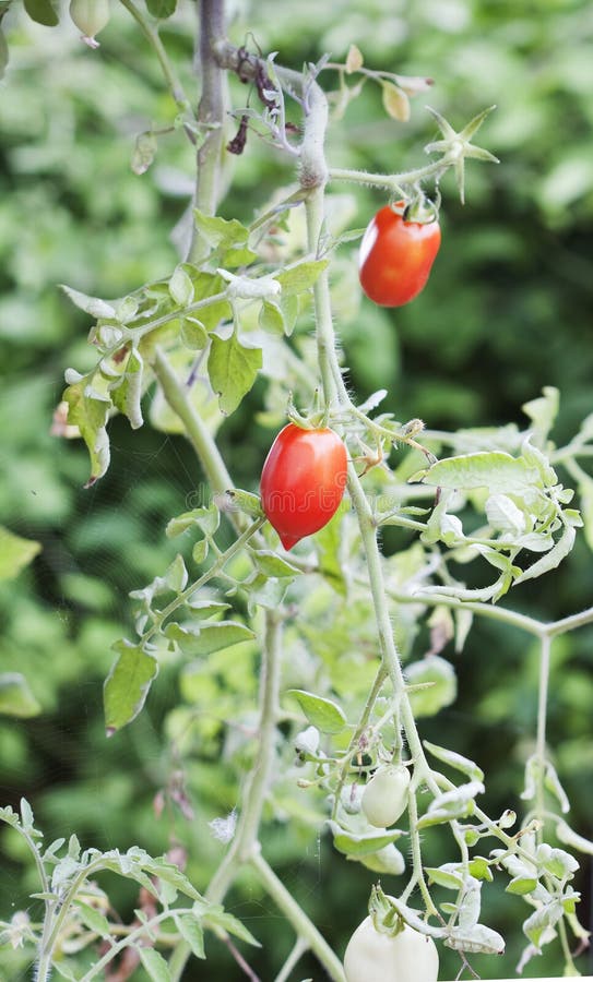 Ripe Tomato Plant