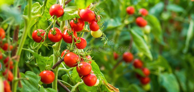 Ripe tomato plant growing in greenhouse. Fresh bunch of red natural tomatoes on a branch in organic vegetable garden.