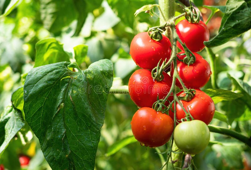 Ripe tomato plant growing in greenhouse. Fresh bunch of red natural tomatoes on branch in organic vegetable garden.