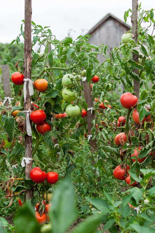 Fresh Tomatoes Growing in the Garden Stock Image Image of background