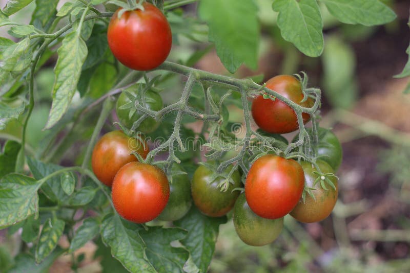 Ripe Tomatoes Hang on a Branch in the Garden Stock Photo Image of