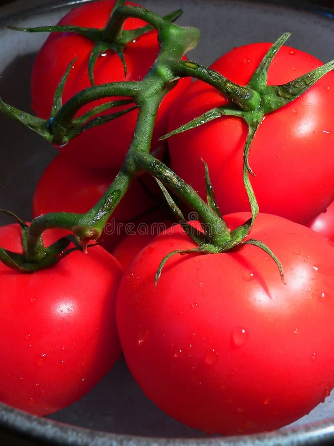 Ripe tomatoes on vine