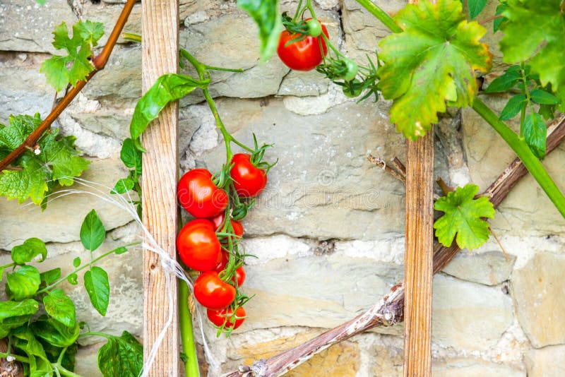Ripe Tomatoes on a Rustic Stone Wall Stock Image Image of stone