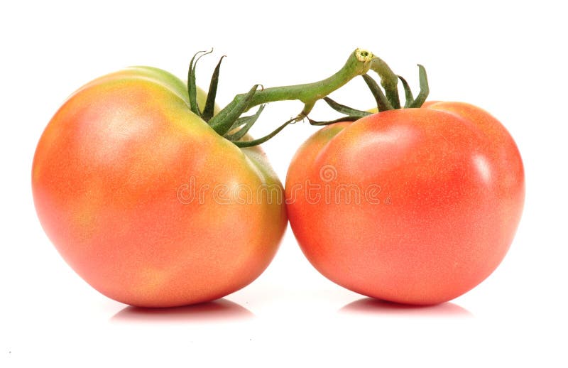 Ripe tomatoes